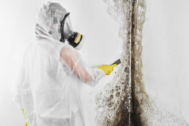 Best Mold Damage Repair  in Watertown, FL