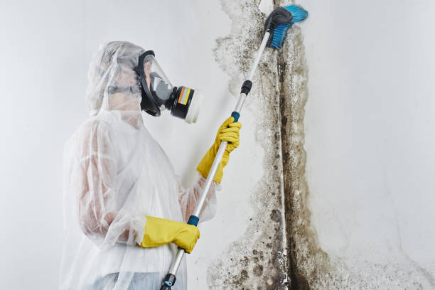 Best Professional Mold Removal  in Watertown, FL