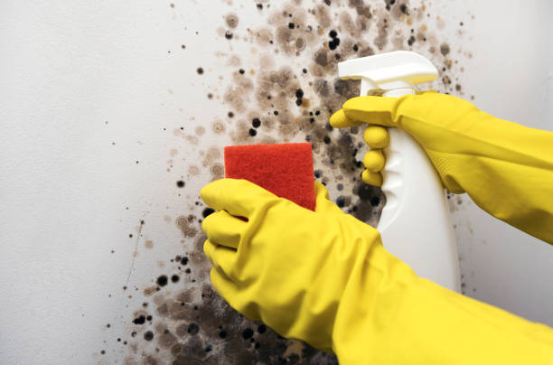 Mold Removal Process in Watertown, FL