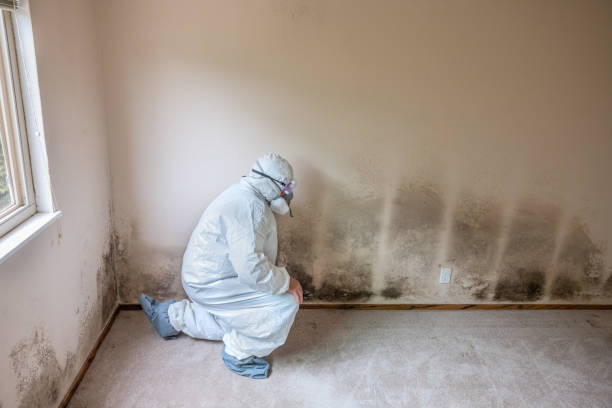 Best Certified Mold Removal  in Watertown, FL